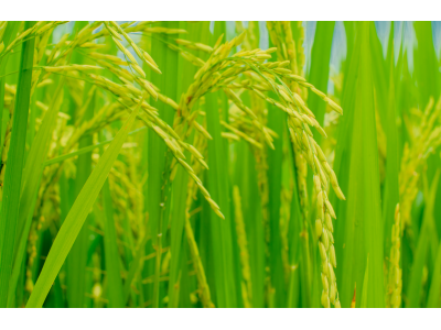 中粮八方米业（京山）有限公司